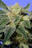 Kushage