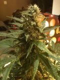 Kushage