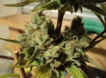 Kushage