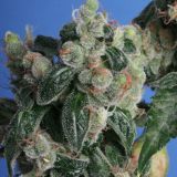 Kushage
