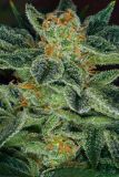 Skunk XXX