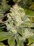 Deadhead OG