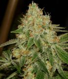 Deadhead OG