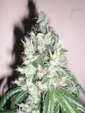 Jamaican OG