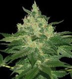 Afghan Kush