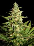 Auto White Widow