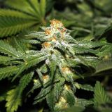 Automatic Hindu Kush