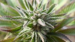 Blue Mystic
