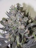 Blue Mystic