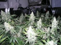 White Widow