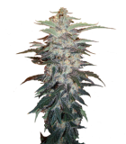 White Widow