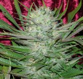 Amsterdam Flame