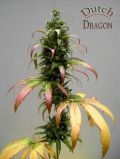 Dutch Dragon