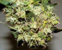 G13 Haze