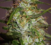 Jungle Wreck