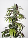 Purple Bud