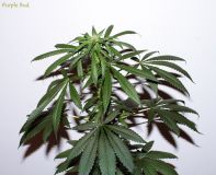 Purple Bud