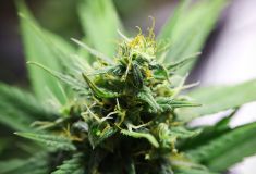Swazi Skunk