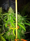 Swazi Skunk