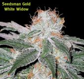 White Widow
