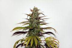 White Widow