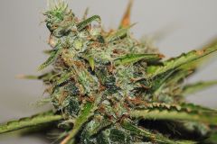 White Widow