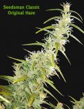 Original Haze