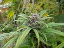 Skunk Haze