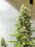 White Panther