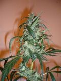 C13 Haze