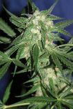 Cannadential