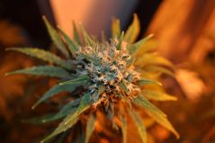 Sweet Haze
