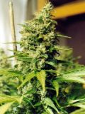 Master Kush