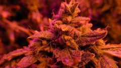 Master Kush