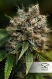 Blueberry