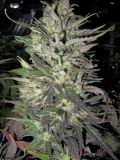 Thunderbud