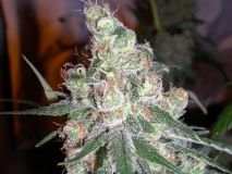 Chocolope