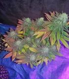 Chocolope