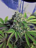 Cataract Kush