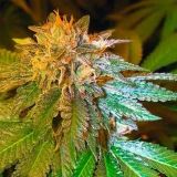 LA Confidential