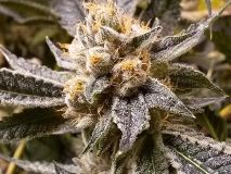 LA Confidential