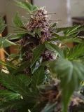 Purple Jems