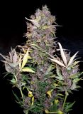 Purple Jems