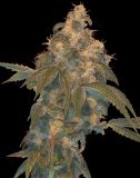 Super Lemon OG