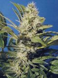 Automatic AK47 x Automatic Hindi Kush