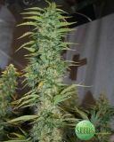 Guatemala Sativa