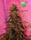 Guatemala Sativa
