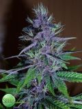 Pakistan Chitral Kush