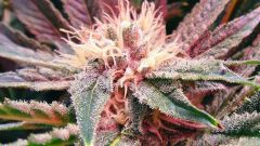 Bubblelicious