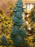 AK-48
